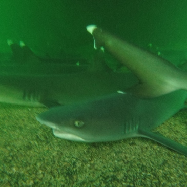 #galapagos #sharks #ecuador